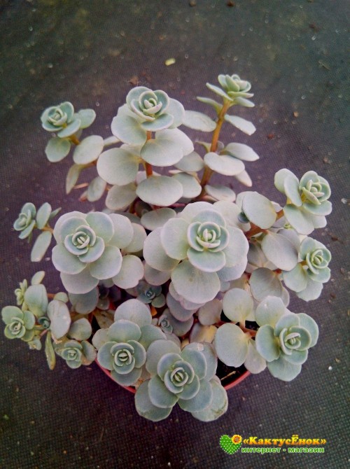 Черенок Очиток наутёсный (Sedum cauticola Lidakense, седум наскальный Лидакензе)