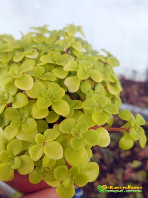 Черенок Седум Огон (Sedum makinoi 'Ogon', очиток макиной Огон)