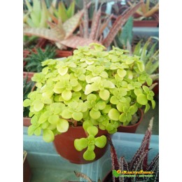 Черенок Седум Огон (Sedum makinoi 'Ogon', очиток макиной Огон)