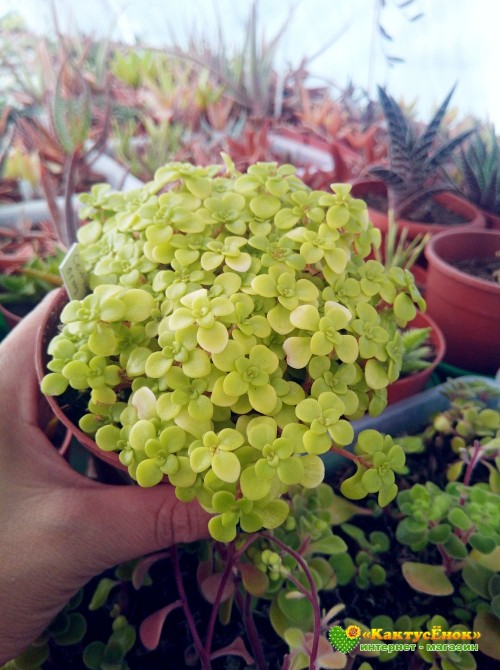 Черенок Седум Огон (Sedum makinoi 'Ogon', очиток макиной Огон)