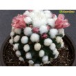 Черенок Маммиллярия культивар "оруга" (Mammillaria gracilis cv. Oruga Blanca)