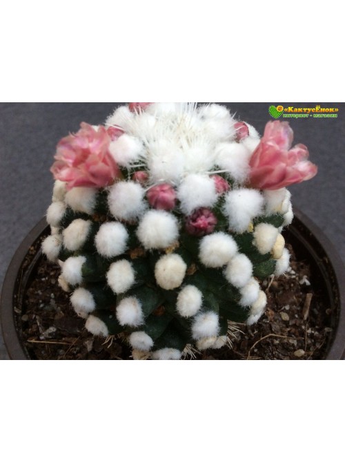 Черенок Маммиллярия культивар "оруга" (Mammillaria gracilis cv. Oruga Blanca)