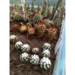 Черенок Маммиллярия культивар "оруга" (Mammillaria gracilis cv. Oruga Blanca)