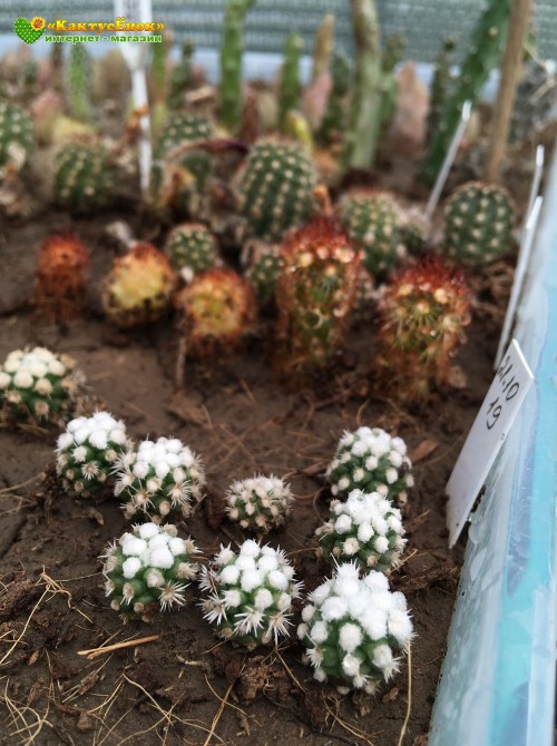 Черенок Маммиллярия культивар "оруга" (Mammillaria gracilis cv. Oruga Blanca)