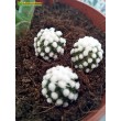 Черенок Маммиллярия культивар "оруга" (Mammillaria gracilis cv. Oruga Blanca)