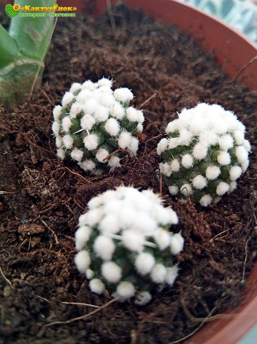 Черенок Маммиллярия культивар "оруга" (Mammillaria gracilis cv. Oruga Blanca)