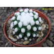 Черенок Маммиллярия культивар "оруга" (Mammillaria gracilis cv. Oruga Blanca)