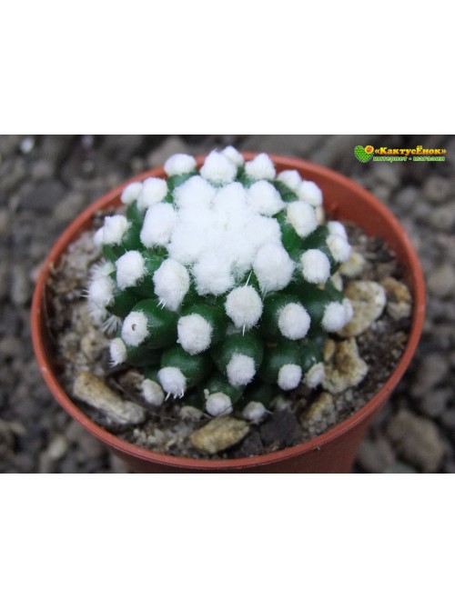 Черенок Маммиллярия культивар "оруга" (Mammillaria gracilis cv. Oruga Blanca)