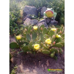 Черенок Опунция (Opuntia)  (кактус морозостойкий, кактус уличный)