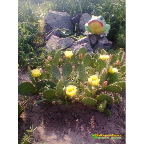 Черенок Опунция (Opuntia)  (кактус морозостойкий, кактус уличный)