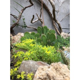 Черенок Опунция (Opuntia)  (кактус морозостойкий, кактус уличный)