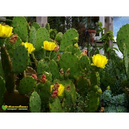 Черенок Опунция (Opuntia)  (кактус морозостойкий, кактус уличный)