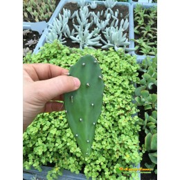 Черенок Опунция (Opuntia)  (кактус морозостойкий, кактус уличный)
