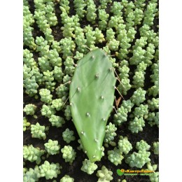 Черенок Опунция (Opuntia)  (кактус морозостойкий, кактус уличный)