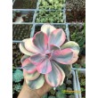 2 листовых черенка Эхеверия Радужная (Echeveria Rainbow) 