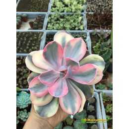 2 листовых черенка Эхеверия Радужная (Echeveria Rainbow)