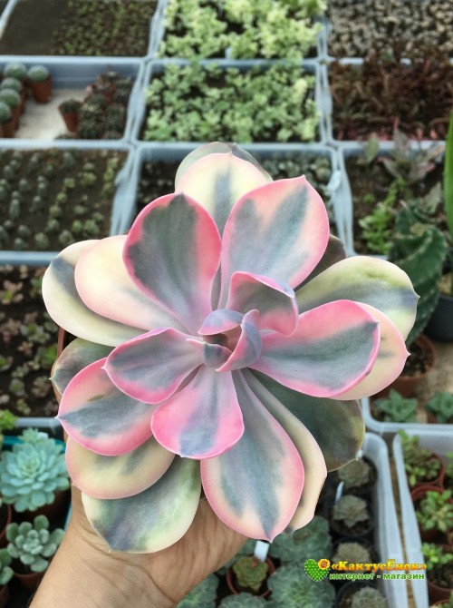 2 листовых черенка Эхеверия Радужная (Echeveria Rainbow) 