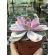 2 листовых черенка Эхеверия Радужная (Echeveria Rainbow) 