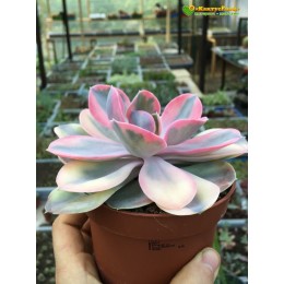 2 листовых черенка Эхеверия Радужная (Echeveria Rainbow)