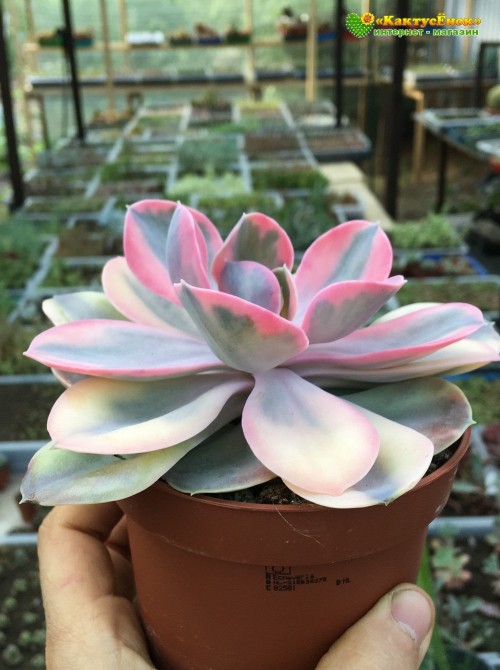 2 листовых черенка Эхеверия Радужная (Echeveria Rainbow) 