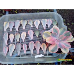 2 листовых черенка Эхеверия Радужная (Echeveria Rainbow)