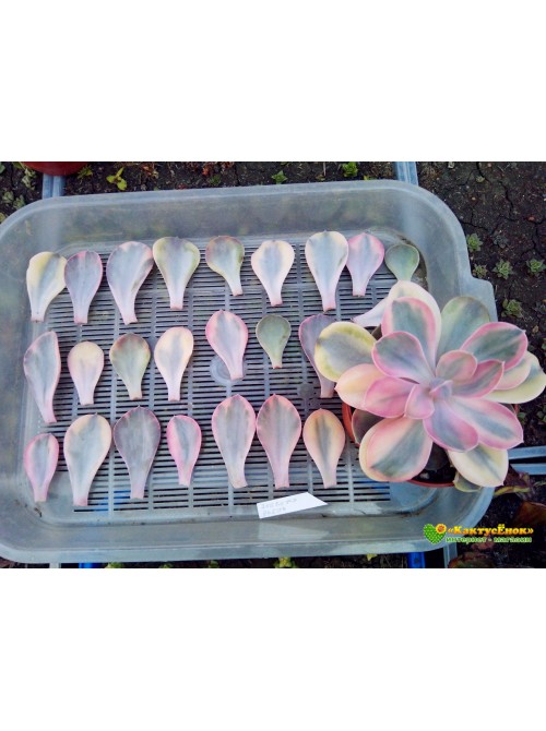 2 листовых черенка Эхеверия Радужная (Echeveria Rainbow) 