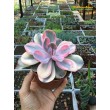 2 листовых черенка Эхеверия Радужная (Echeveria Rainbow) 