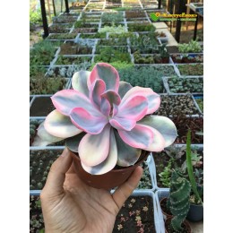 2 листовых черенка Эхеверия Радужная (Echeveria Rainbow)