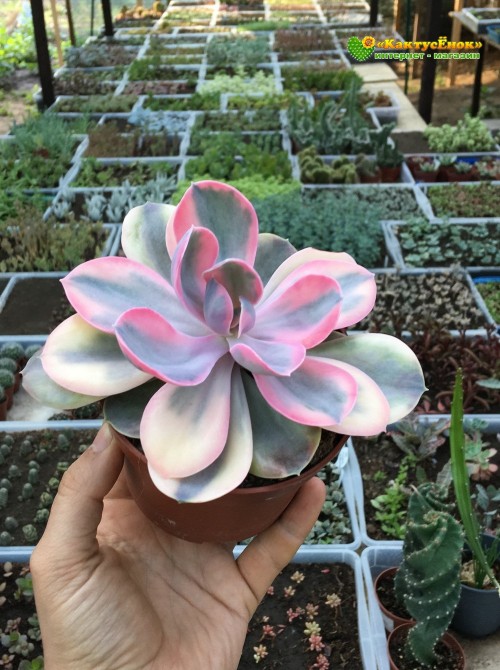 2 листовых черенка Эхеверия Радужная (Echeveria Rainbow) 