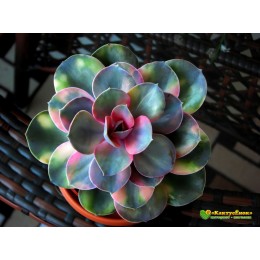 2 листовых черенка Эхеверия Радужная (Echeveria Rainbow)