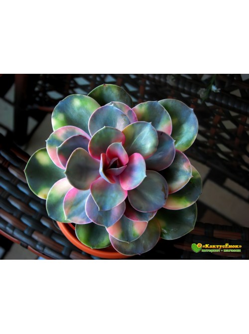 2 листовых черенка Эхеверия Радужная (Echeveria Rainbow) 