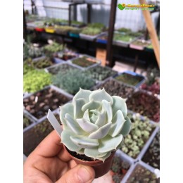 Эхеверия Лола (Echeveria Lola)