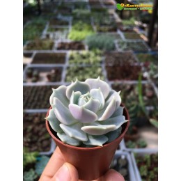Эхеверия Лола (Echeveria Lola)