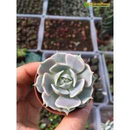 Эхеверия Лола (Echeveria Lola)