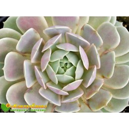 Эхеверия Лола (Echeveria Lola)