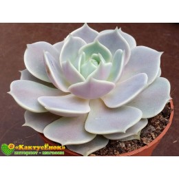 Эхеверия Лола (Echeveria Lola)