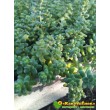 2 черенка очиток коротколистный (Sedum brevifolium, седум бревифолиум)