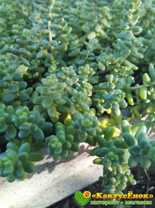 2 черенка очиток коротколистный (Sedum brevifolium, седум бревифолиум)