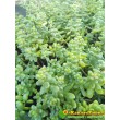 2 черенка очиток коротколистный (Sedum brevifolium, седум бревифолиум)