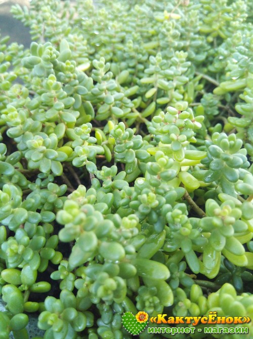 2 черенка очиток коротколистный (Sedum brevifolium, седум бревифолиум)