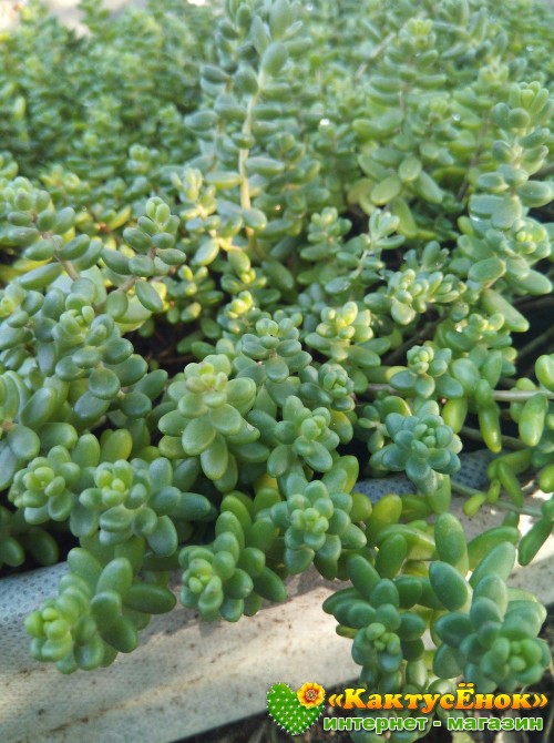 2 черенка очиток коротколистный (Sedum brevifolium, седум бревифолиум)