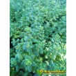 2 черенка очиток коротколистный (Sedum brevifolium, седум бревифолиум)