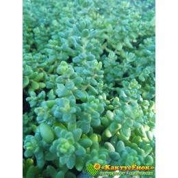 2 черенка очиток коротколистный (Sedum brevifolium, седум бревифолиум)