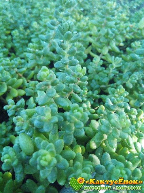 2 черенка очиток коротколистный (Sedum brevifolium, седум бревифолиум)