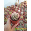 Корифанта компактная (coryphantha compacta)