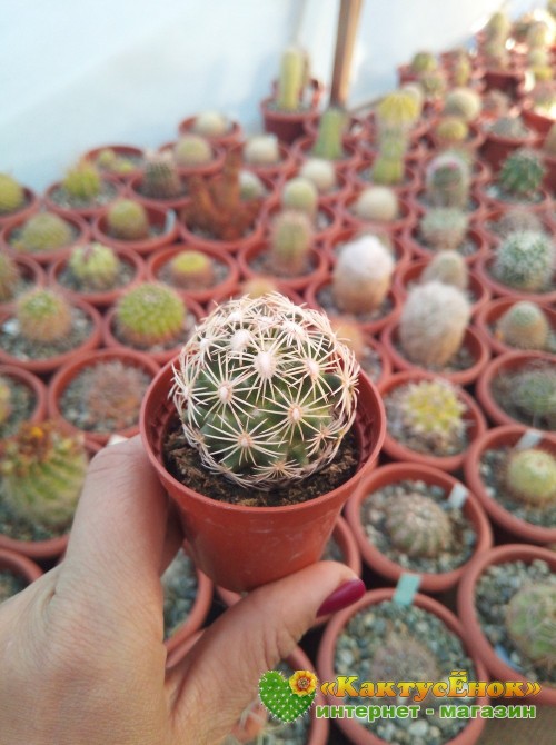 Корифанта компактная (coryphantha compacta)