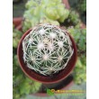 Корифанта компактная (coryphantha compacta)