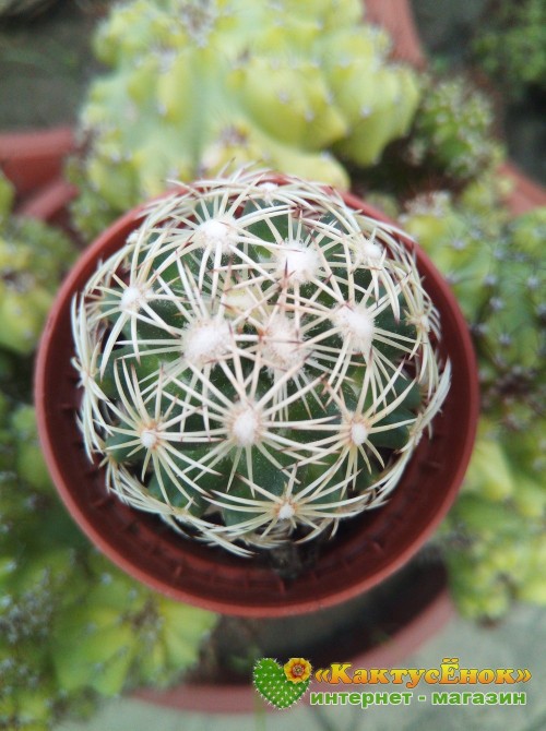 Корифанта компактная (coryphantha compacta)