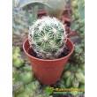 Корифанта компактная (coryphantha compacta)