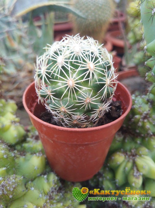 Корифанта компактная (coryphantha compacta)